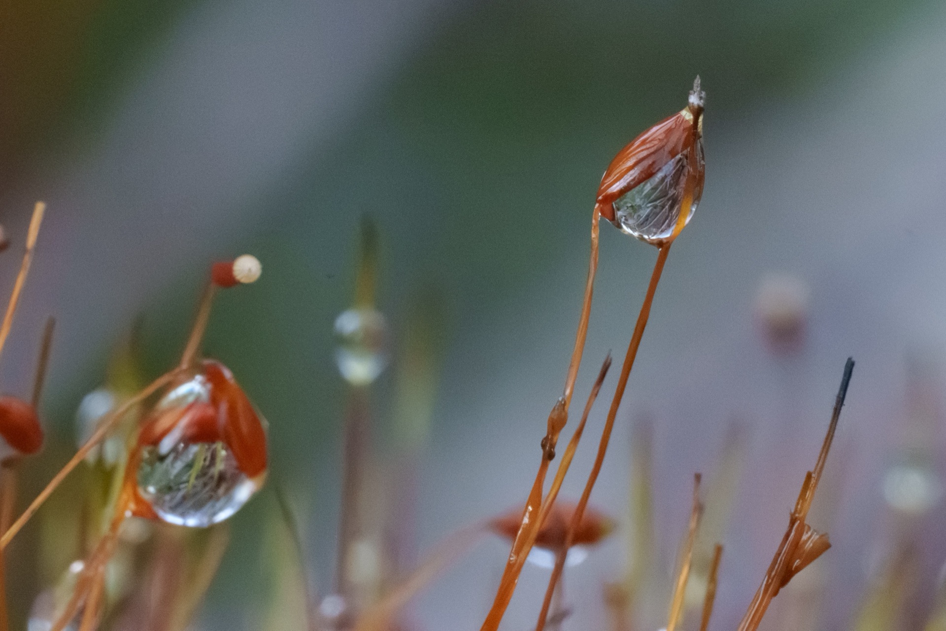 Rust-coloured moss spore capsules drooping with water drops